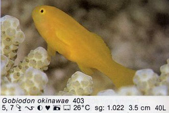 Gobiodon okinawae